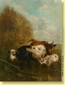 Vaches Et Veau A La Mare