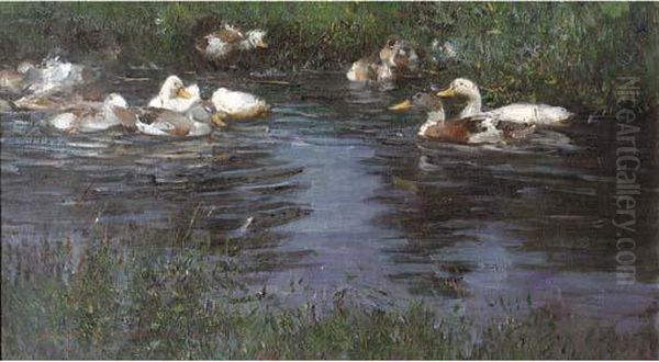 A Peaceful Swim - view 1