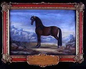 No 1 Coracon a dappled bay horse of the Spanish Riding School