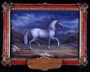 No 6 A Turkish grey horse of the Spanish Riding School