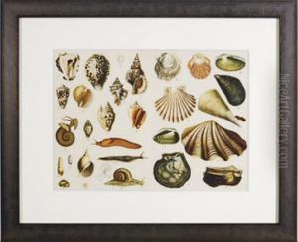Naturgeschicte Des Tier, Pflanzen Und Mineralreichs: Four Plates - view 1