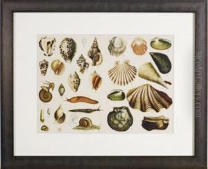 Naturgeschicte Des Tier, Pflanzen Und Mineralreichs: Four Plates