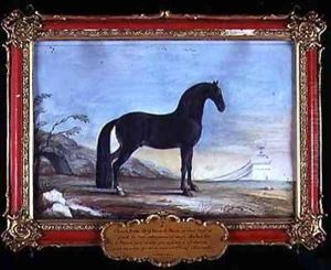 No 7 A dark bay Arab horse of the Spanish Riding School