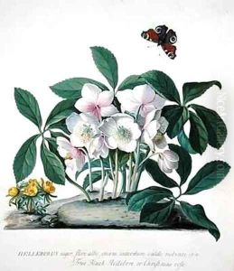 Helleborus Niger by Georg Dionysius Ehret