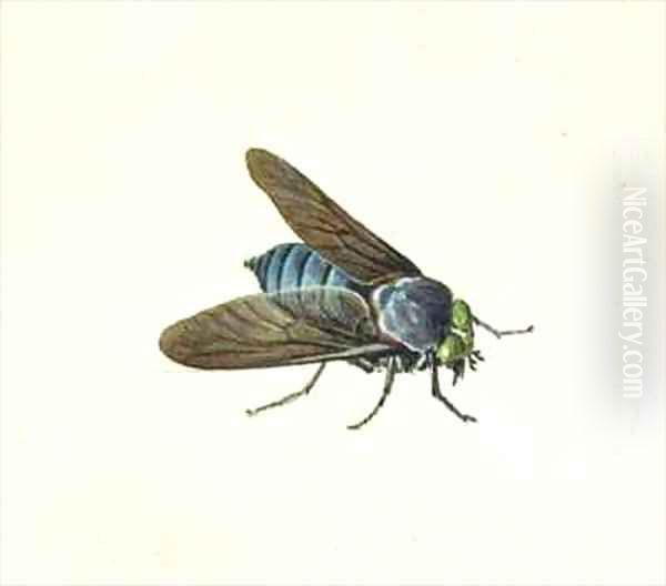 The Horsefly - view 1