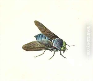 The Horsefly by Georg Dionysius Ehret