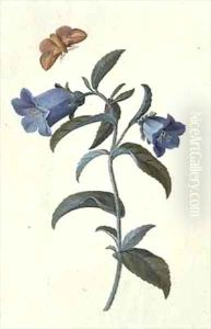 Canterbury Bell by Georg Dionysius Ehret