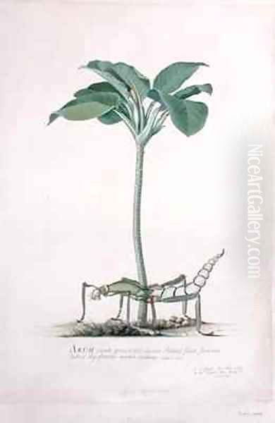 Arum from Drawings of Natural History - view 1