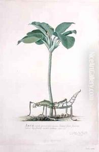 Arum from Drawings of Natural History by Georg Dionysius Ehret