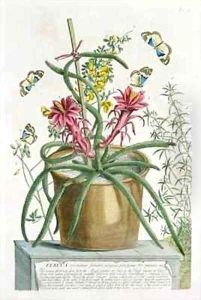Cereus Minimus by Georg Dionysius Ehret