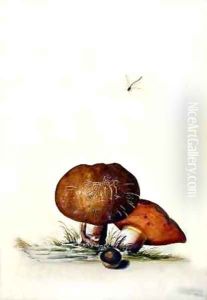 Cep Mushroom with Damsel Dragonfly by Georg Dionysius Ehret