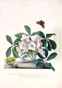 Christmas Rose Helleborus niger and Winter Aconite Eranthis hyemalis by Georg Dionysius Ehret