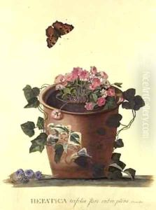 Hepatica trifolia Nobilis by Georg Dionysius Ehret