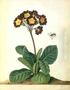 Primulaecae a Flowering Polyanthus with a Flying Insect by Georg Dionysius Ehret