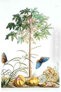 Pawpaw Tree 2 by Georg Dionysius Ehret