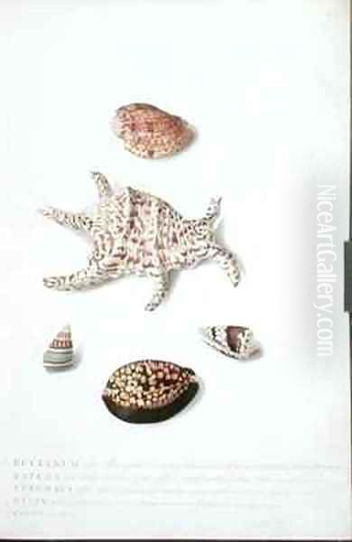 A Painting of five shells - view 1