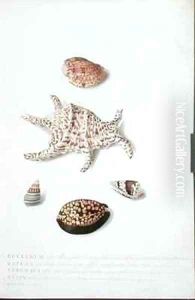 A Painting of five shells