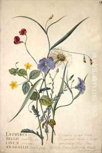 Lathyrus nissolia Chrysanthemum leucanthemum Linum perenne Lysimackia nemorum by Georg Dionysius Ehret