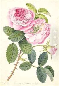 Common Provence Rose by Georg Dionysius Ehret