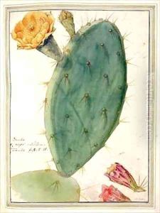 Detail of Cactus with Orange Flower by Georg Dionysius Ehret