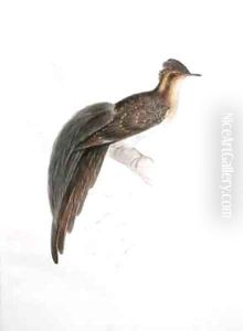 Bird by Georg Dionysius Ehret