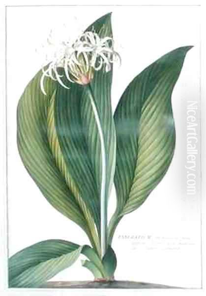 Pancratium Americanum - view 1