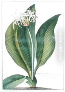 Pancratium Americanum by Georg Dionysius Ehret