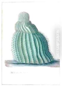 Melocactus Americanus major striis in spiram intortis spinis brevibus avuncis Miller by Georg Dionysius Ehret