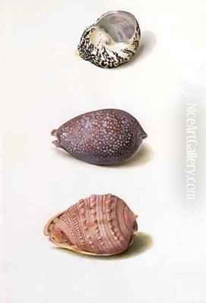Shell Paintings at Knowsley - view 1