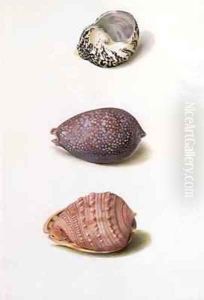 Shell Paintings at Knowsley