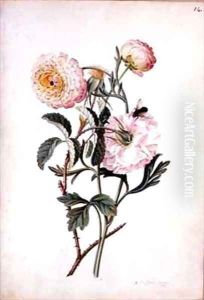 Musk Rose and Anemone by Georg Dionysius Ehret