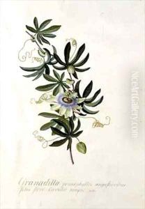 Passion Flower by Georg Dionysius Ehret