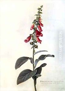 Digitalis purpurea Foxglove by Georg Dionysius Ehret