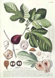 Ficus Fig by Georg Dionysius Ehret