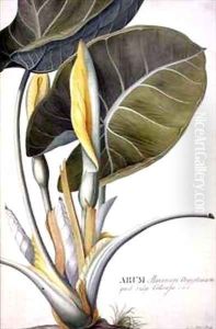 Arum maximum aegyptiacum by Georg Dionysius Ehret
