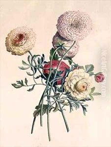 Asters