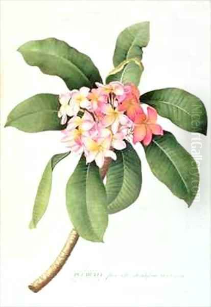 Plumeria - view 1