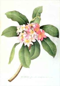 Plumeria