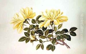 Rose Chinese by Georg Dionysius Ehret