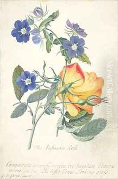 The Austrian Rose - view 1