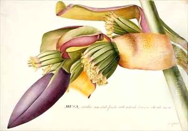 Flower of the Banana Tree Musa candice maculato fructo - view 1