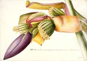 Flower of the Banana Tree Musa candice maculato fructo by Georg Dionysius Ehret