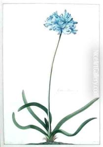 Hyacinthus africanus tuberosus flore Coeruleo Umbellato Breyn prod by Georg Dionysius Ehret