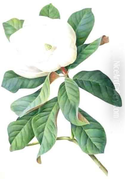 Magnolia - view 1