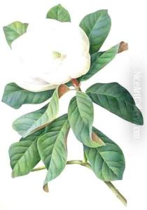 Magnolia