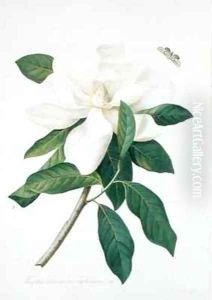 Magnolia altissima