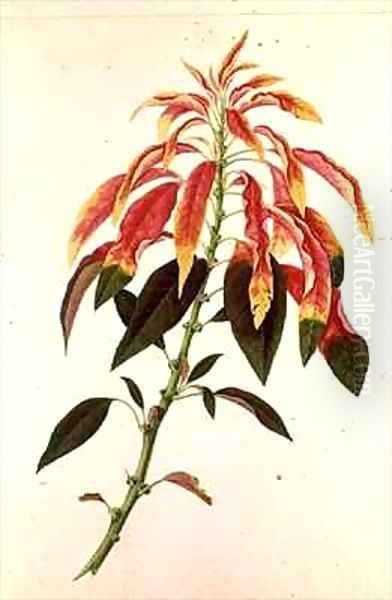 Pieris - view 1