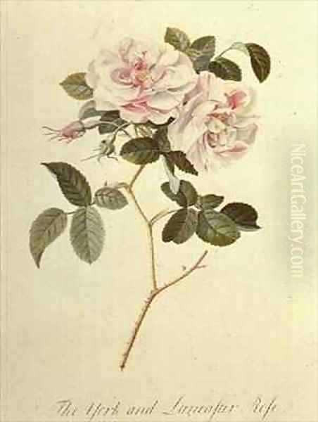 The York and Lancaster Rose - view 1