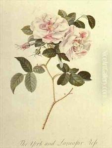 The York and Lancaster Rose by Georg Dionysius Ehret