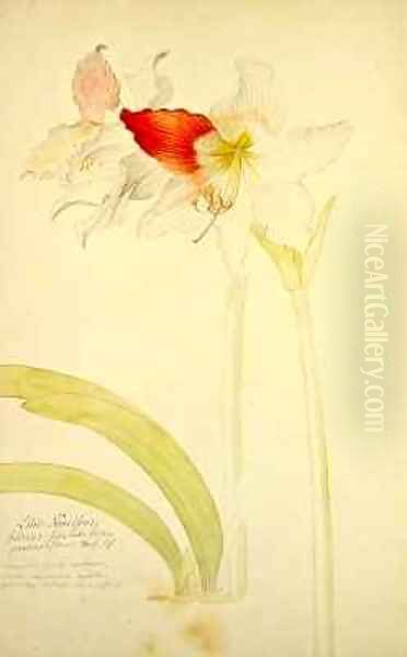Amaryllis Lilio Narcissus Indicus - view 1